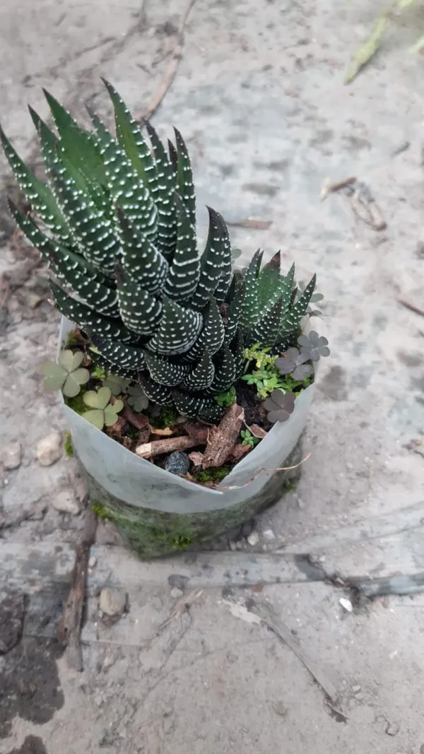 Haworthia_Fasciata_Plant
